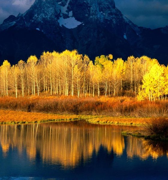 Social Update Bengali News Image